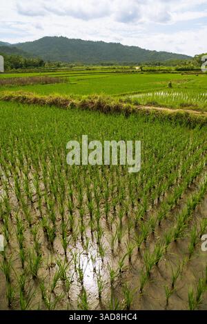 Green rice seedlings in a paddy field with beautiful sky and mountain in the background Stock Photo