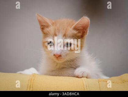 Cute small ginger cat portrait Stock Photo