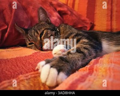 Cat portrait lying down relaxed Stock Photo