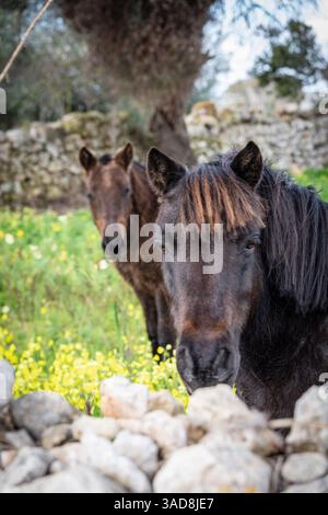horse behind a stone fence, Puig de Son Talent, Manacor, Mallorca, Balearic Islands, Spain Stock Photo