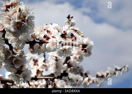 Horizontal banner with sakura flowers of pink color on sunny backdrop. Beautiful nature spring background with a branch of blooming sakura. Sakura blo Stock Photo