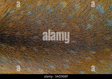 A close-up view of the brown skin of the back of a forest deer covered with white spots Stock Photo