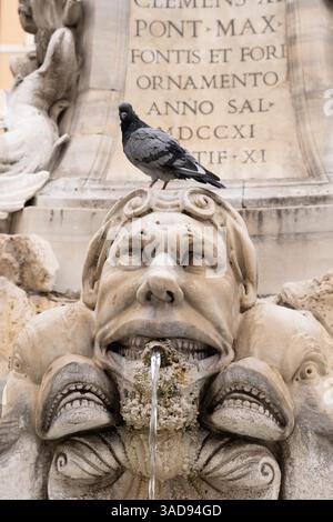 Rome pigeon fountain water funny Stock Photo