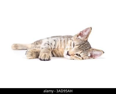 Happy kitten lying sideways on white background. Full body of tabby kitty cat stretched out, feeling safe and secure. 13 weeks old, female short hair Stock Photo