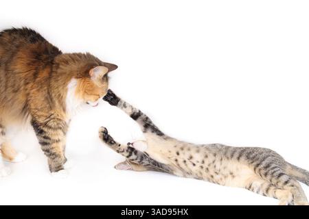 Two cats playing or rough housing. Playful interaction between adult cat standing and kitten pawing while lying. Happy bonded pets. Female calico cat Stock Photo