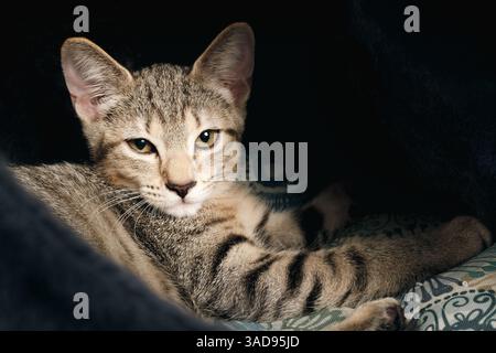 Relaxed kitten in cat bed or nest. Cute small tabby cat lying inside cat bed, nest or cave with pillow feeling safe and secure. 3 months old, female s Stock Photo