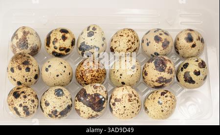 Quail eggs in plastic packaging in horizontal format Stock Photo
