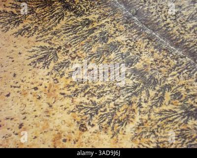 A close-up view of a textured surface resembling natural patterns, featuring dark, fern-like designs on a light, earthy background. Stock Photo