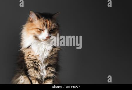 Fluffy cat on dark background. Heavy light and shadow. Cute indoor cat sitting close by the window in the sun. Relaxed or dozing. Female, long hair ca Stock Photo
