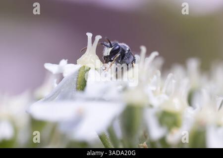 A tiny male Hairy Yellow-faced Bee sitting on a hogweed flower in a Kent garden, UK. One of many inconspicuous solitary bees that are key pollinators. Stock Photo