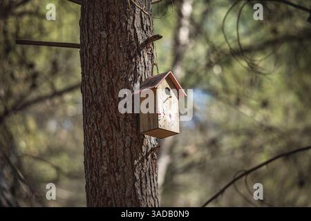 Beautiful wooden birdhouse hanging from a Mediterranean pine tree in the afternoon light. Stock Photo