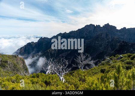 Dead Tree After Forest Fire in Mountain Landscape Stock Photo