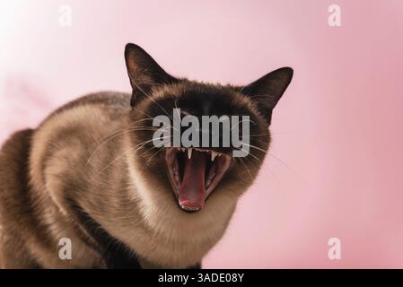 Siamese cat with open mouth showing teeth on pink background. close up of yawning or meowing pet. Stock Photo