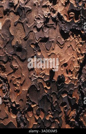 Apr 04, 1991; Oak Creek Canyon, AZ, USA; Ponderosa Pine Tree Bark..  (Credit Image: Gary Braasch/ZUMAPRESS.com) Stock Photo