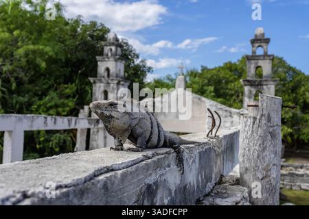 Sunbathing iguana atop Mayan ruins in Yucatan, Mexico. Gleaming scales absorb May sun, ancient stones echo its silent majesty. Nature and history entw Stock Photo