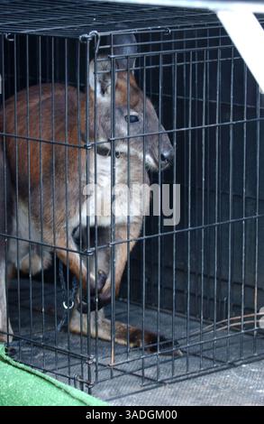 Nov 19, 2004; Port St. Lucie, FL, USA; Former rapper Vanilla Ice, aka Robert van Winkle, springs his buddies, Pancho the goat and Bucky Buckaroo, a Wallaroo, from this animal control center in Port St. Lucie, FL. The animals were picked up after escaping from VAN WINKLE'S property after a gate was left open. Van Winkle, who lacks the proper permit for Bucky, found a friend with permits who can house the wallaroo temporarily..  (Credit Image: Kelly Owen/ZUMAPRESS.com) Stock Photo