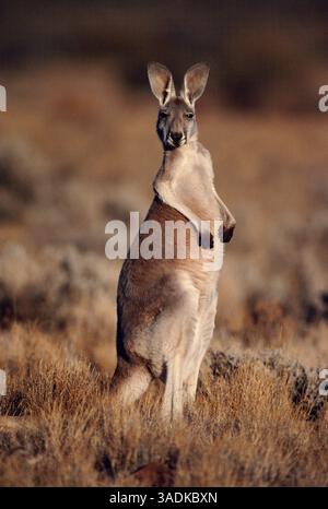 RED KANGAROO Macropus rufus on lookout at sunrise Flinders Range, South Australia (Credit Image: Evolve/Photoshot/ZUMAPRESS.com) Stock Photo