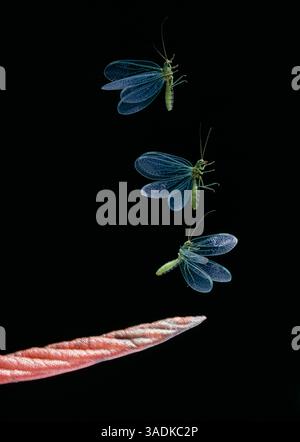 GREEN LACEWING Chrysopa sp. in flight (Multiflash image (Credit Image: Evolve/Photoshot/ZUMAPRESS.com) Stock Photo