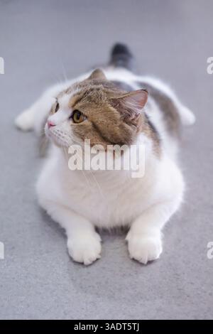 Brown tabby and white British Shorthair cat lying on the floor Stock Photo