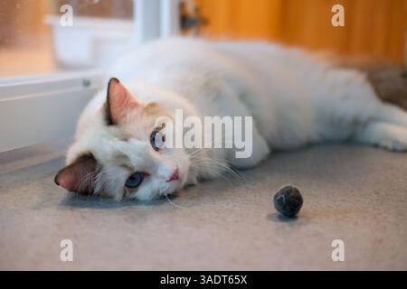 Cute Ragdoll cat lying on the floor, looking at ball cat toy. 7 months old Stock Photo