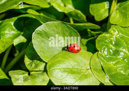 Ladybug calmly rests on a vibrant green leaf amid lush foliage, emphasizing its red and black spotted body. The setting highlights the fresh and natur Stock Photo