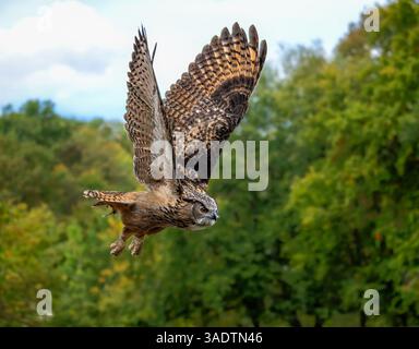 Closeup of a flying Eurasian eagle-owl Stock Photo