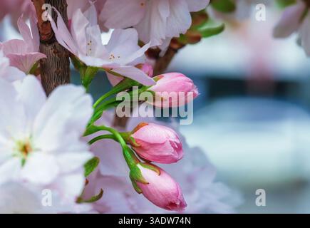 Pink cherry blossoms buds grow on tree close up. Branch of gentle fragile apple bloom tree in springtime park. Pastel pink tender japanese sakura clos Stock Photo