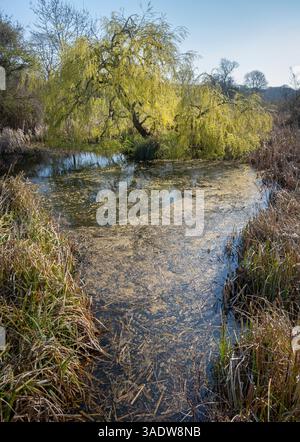 A Weeping Willow tree bursting in to Spring foliage on the edge of a small pool in Redditch, Worcestershire, England. Stock Photo