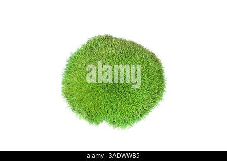 Green tuft leucobryum moss isolated on white background. Leucobryum glaucum or Pincushion bryophyte growing grass closeup cut out. Decorative Pin cush Stock Photo