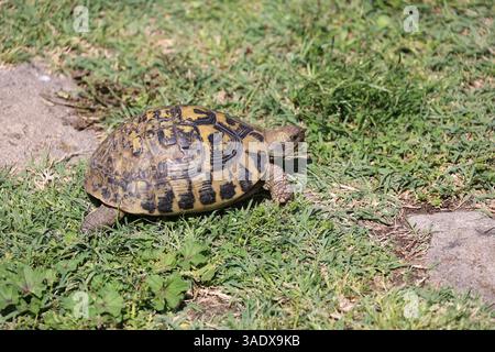 Greek tortoise in the grass, Albania Stock Photo