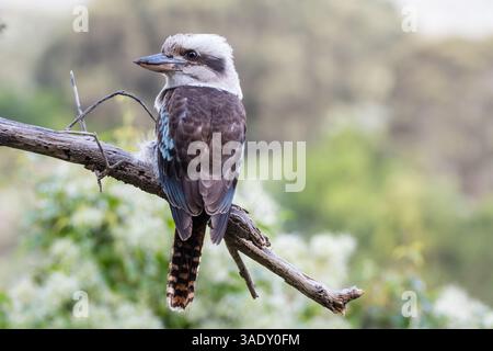 laughing kookaburra, Dacelo novaeguineae, perched on a tree branch, Wilsons Promontory National Park, Australia Stock Photo