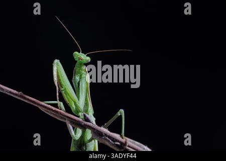 Close-up macro of a green praying mantis climbing a plant stalk, isolated on black background in studio light. Stock Photo