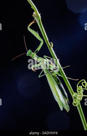 Close-up macro of a green praying mantis climbing a plant stalk, isolated on black background in studio light. Stock Photo