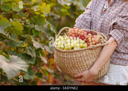 Close-up of a woman holding a wicker basket full of freshly harvested green and red grapes in vineyard. Stock Photo