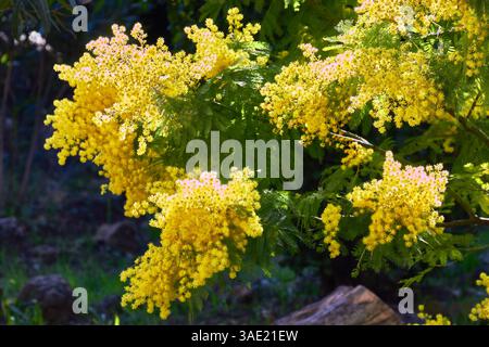 Bright Yellow Mimosa Flowers Blooming in a Lush Garden Setting Stock Photo