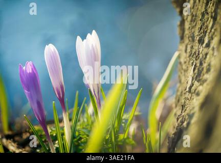 Image shows large, bright, circular light shapes blurred against a gradient background of white and light blue-gray Stock Photo
