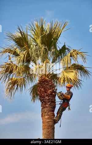 Professional Arborist Trimming a Palm Tree in Sunny Weather Stock Photo