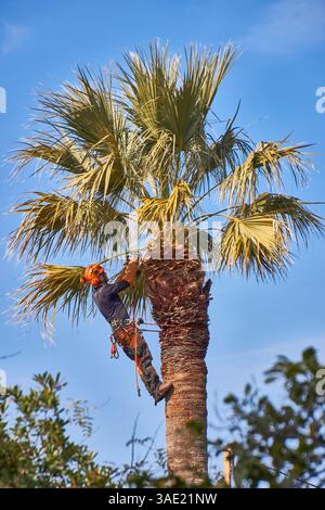 Professional Arborist Trimming a Palm Tree in Sunny Weather Stock Photo