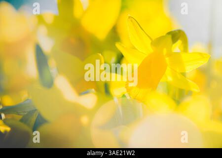 Image shows large, bright, circular light shapes blurred against a gradient background of white and light blue-gray Stock Photo