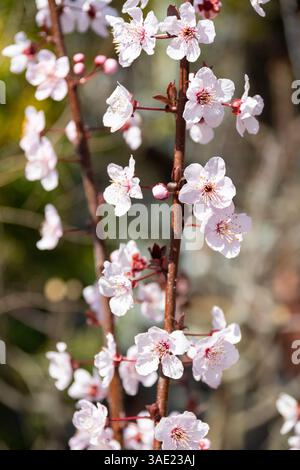 Cherry plum (Prunus cerasifera) blossoms at spring Stock Photo