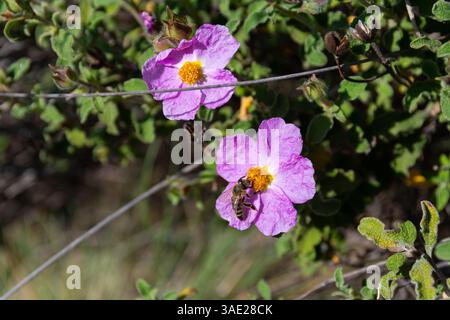 Cistus creticus (pink, hoary rock rose) flower Stock Photo