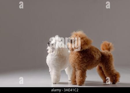 Two well-groomed poodles standing together in studio, looking up with alert focus, isolated on gray background. Stock Photo