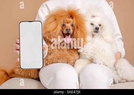 Person holding smartphone with blank screen next to two cute poodles sitting on lap, perfect for mockup use. Stock Photo