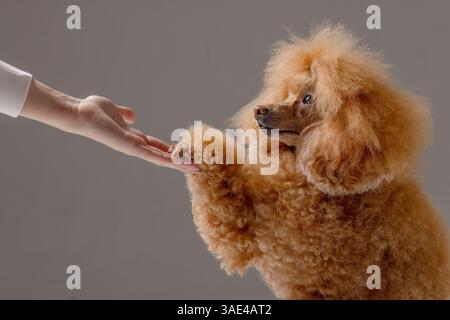 Poodle giving paw to owner during training session, symbol of trust, obedience, and bonding in studio. Stock Photo