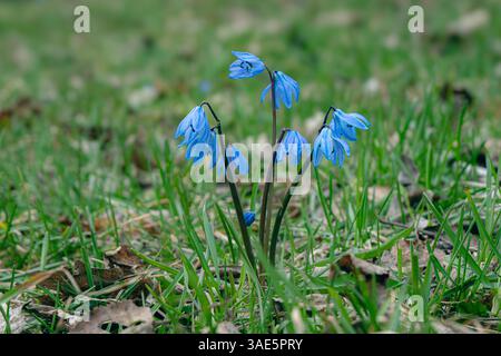 A vivid display of delicate blue spring flowers emerging amidst fallen leaves, symbolising renewal, beauty, and the transition from winter to spring i Stock Photo