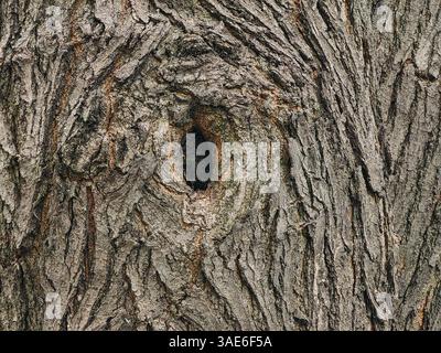 The Eye of Nature – Aged Tree Crust with Hollow Stock Photo
