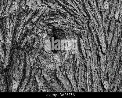 The Eye of Nature – Aged Tree Crust with Hollow Stock Photo