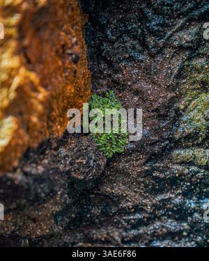 The Mossy Frog, Vietnamese Mossy Frog, or Tonkin Bug-eyed Frog, Theloderma corticale, is found in Northern Vietnam. Stock Photo