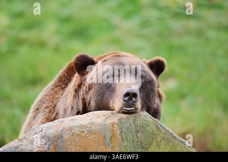 Eurasian Brown Bear (Ursus arctos arctos) |  Europäischer Braunbär (Ursus arctos arctos) Stock Photo