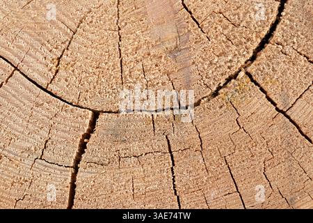 High-quality image of tree structure, perfect for use in retouching and digital manipuliation. Image shocases detailed textures of tree bark. Stock Photo